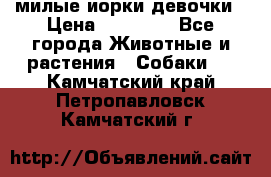 милые иорки девочки › Цена ­ 15 000 - Все города Животные и растения » Собаки   . Камчатский край,Петропавловск-Камчатский г.